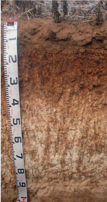 WLRA - soil pit Topcrop 1a- profile
