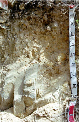 WLRA - soil pit WLRA54- profile
