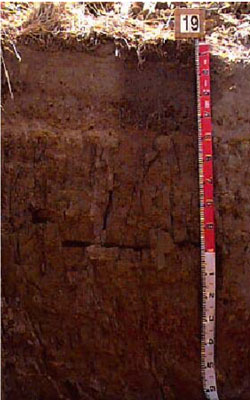 WLRA - soil pit WW19- profile