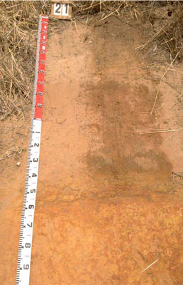 WLRA - soil pit WW21- profile