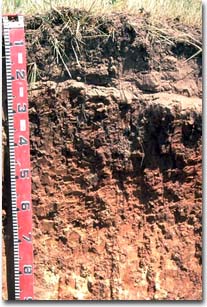 Red Sodosol (sandy surface) on eastern slope of rise near Woorak